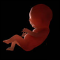 Fetus in the eighth month