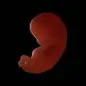 Fetus in the fifth month