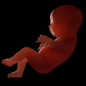 Fetus in the ninth month