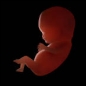 Fetus in the seventh month