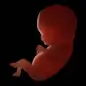 Fetus in the sixth month