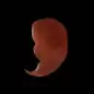 Fetus in the third month